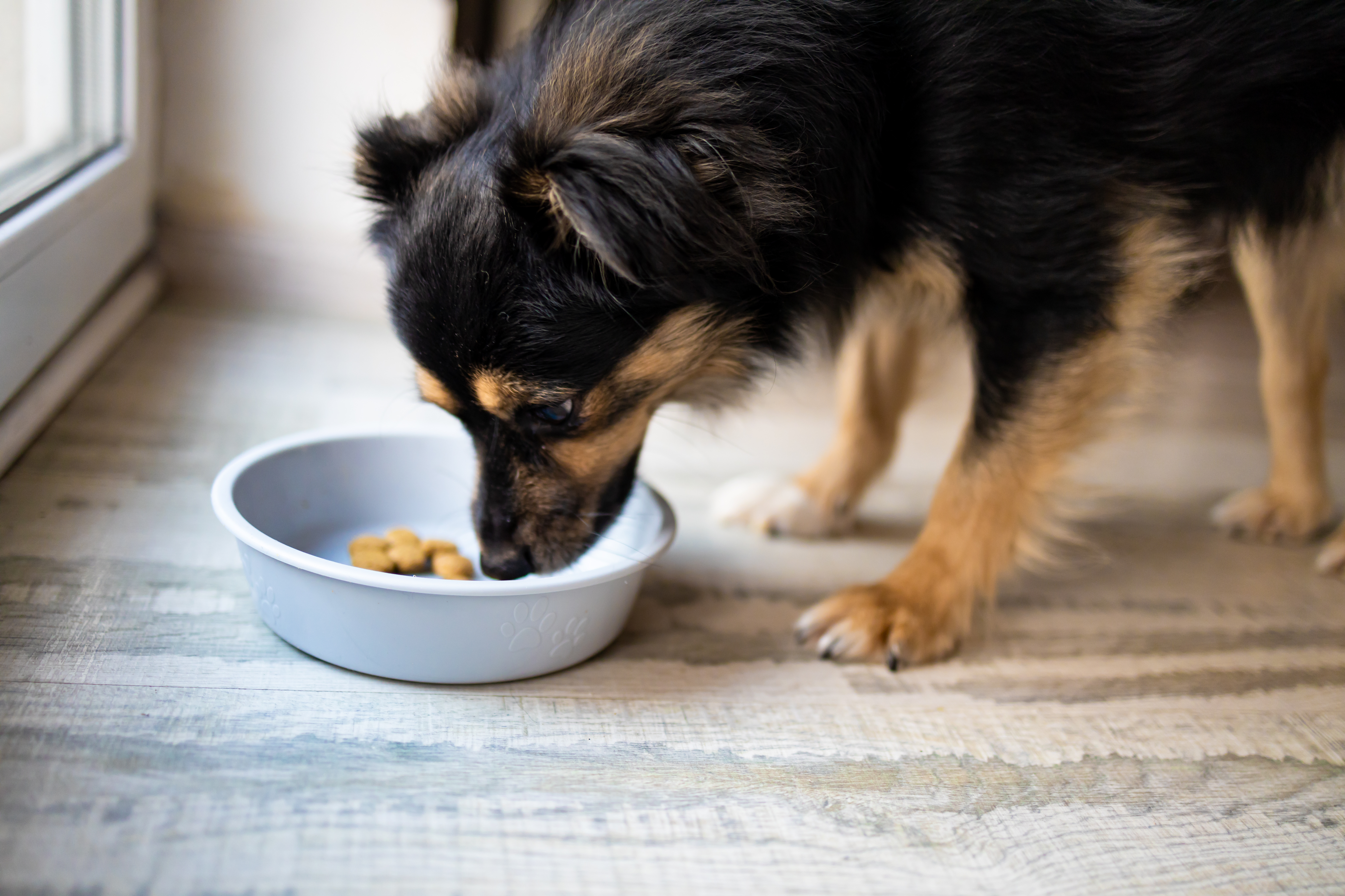 Le Progrès (Oct 2024) - Que donnerait la « taxe chien » en France, inspirée du modèle allemand ?